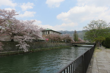 Obraz na płótnie Canvas 川と桜のある風景
