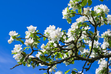 Blooming apple trees in the spring garden