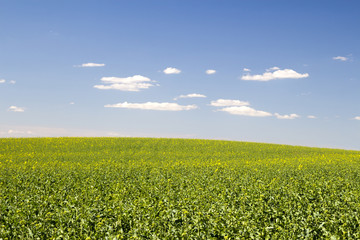 Fototapeta na wymiar A field of rapeseed on blue sky background