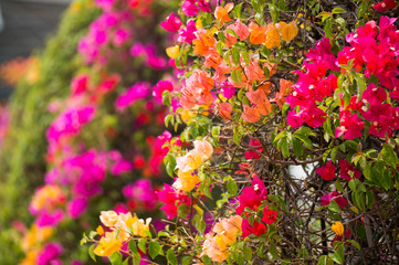 full color of Bougainvillea blossom