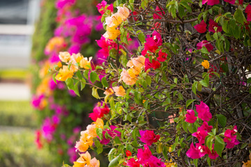 Fototapeta na wymiar full color of Bougainvillea blossom