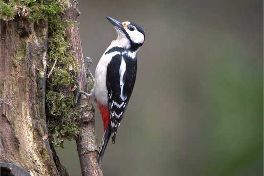 Buntspecht M&auml;nnlich