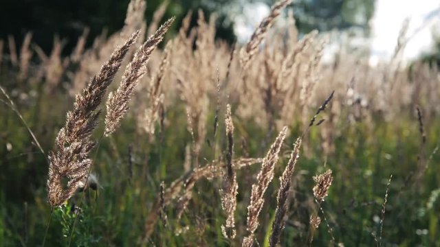 Golden ears swaying in the summer wind