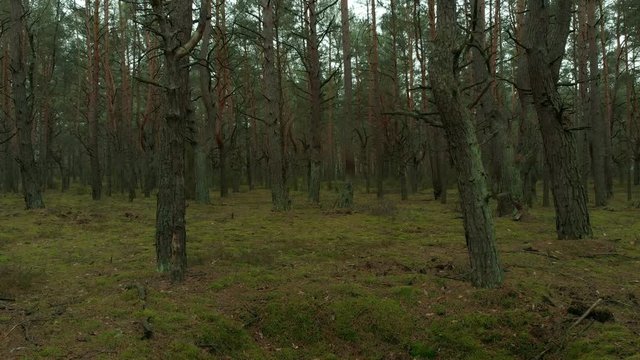 Ujęcie w lesie