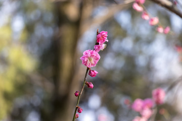 봄의 시작을 알리는 매화꽃