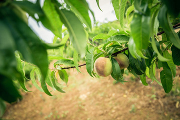 Unripe peaches on a branch and green leaves. Peach tree