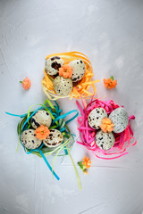 Quail eggs on concrete background.
