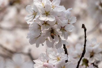 봄의 시작을 알리는 벚꽃