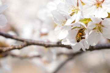봄의 전령사 벚꽃과 꿀벌의 비행