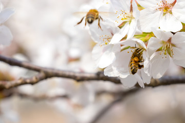봄의 전령사 벚꽃과 꿀벌의 비행