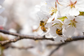 봄의 전령사 벚꽃과 꿀벌의 비행
