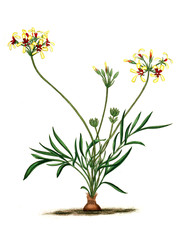 Naklejka na ściany i meble Illustration of the plant.