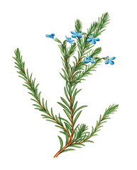 Illustration of the plant.