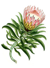 Illustration of the plant.