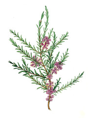 Illustration of the plant.