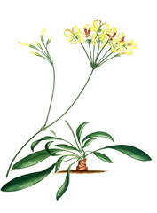 Illustration of the plant.