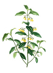 Illustration of the plant.