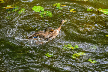 ducks swimming in the pond