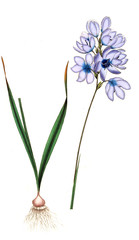 Illustration of the plant.