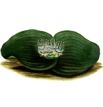 Illustration of the plant.