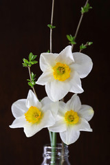 Fototapeta na wymiar three daffodils