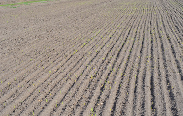 Furrows row pattern in a plowed field with  planting and growing crops in springtime
