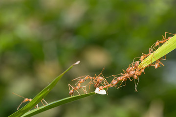 Ant action standing.Ant bridge unity team,Concept team work together