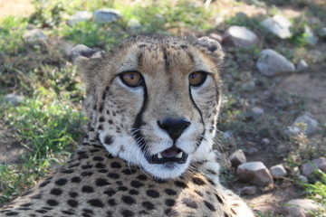 Close up of a Cheetah wild cat's striking brown eyes and black nose