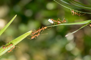 Ant action standing.Ant bridge unity team,Concept team work together