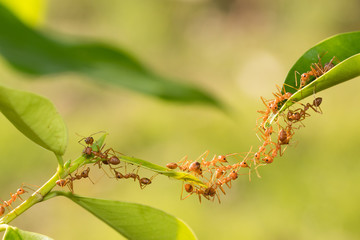 Ant action standing.Ant bridge unity team,Concept team work together