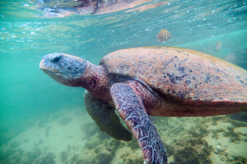 Obraz na płótnie Canvas Giant sea turtle under water.