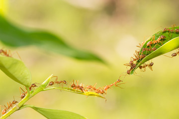 Ant action standing.Ant bridge unity team,Concept team work together