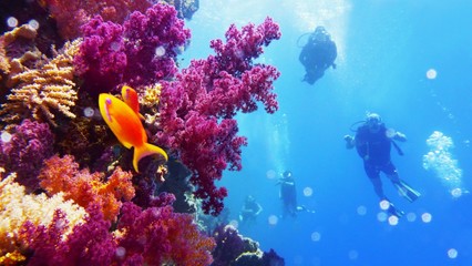 Beautiful colorful coral reef and divers on the background