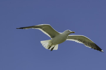 Gasviota planeando (larus argentatus)