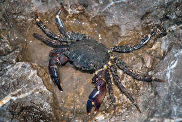 The alive sea crab crawling on the rock.