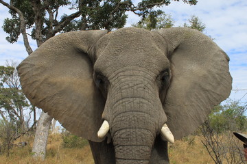 Close up of a wild big african elephant in Botswana - Open ears