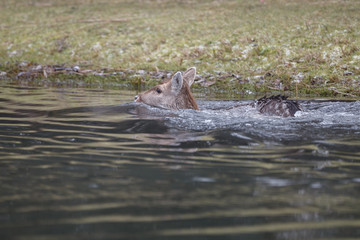 Fallow deer during mating season
