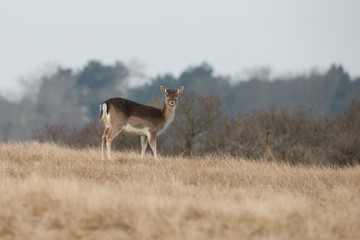 Fallow deer during mating season
