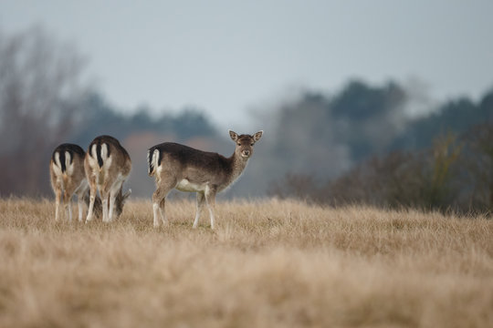 Fototapeta Fallow deer during mating season  