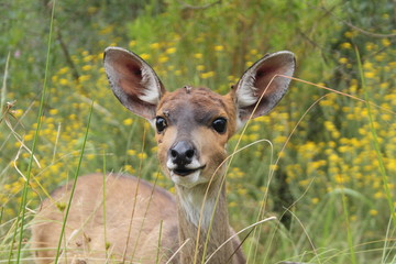 Close up of a young female impala in the wilderness of Africa (Botswana)