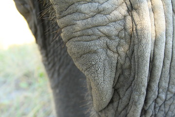Knee of a big african elephant in Botswana