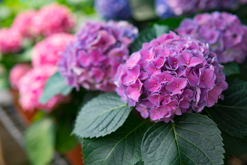 Fototapeta premium ydrangea flower, Hortensia flower, background.