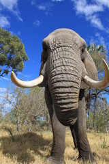 Close up of a wild big african elephant in Botswana