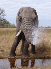 Close up of a wild big african elephant in Botswana