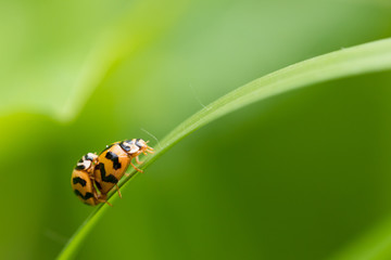 Natural background love making ladybugs couple on green background. Valentine background.