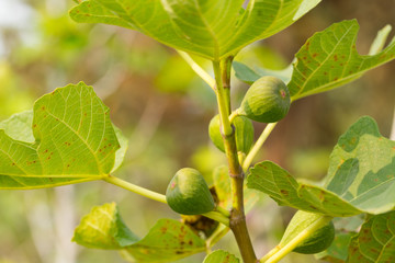 Fig tree. Green fig fruits on tree branch.