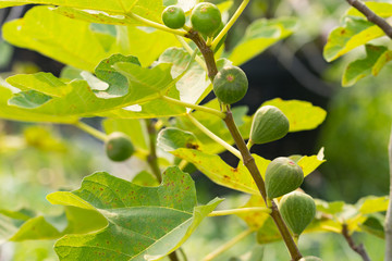 Fig tree. Green fig fruits on tree branch.