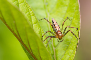 Natural background,Macro spider select focus,Yellow head spider on a Leaves tree in nature
