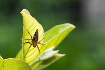 Natural background,Macro spider select focus,Yellow head spider on a Leaves tree in nature