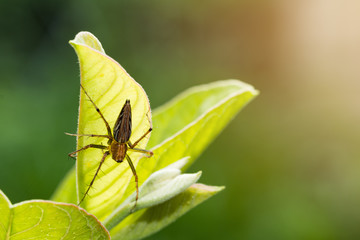 Natural background,Macro spider select focus,Yellow head spider on a Leaves tree in nature